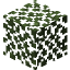 Birch Leaves